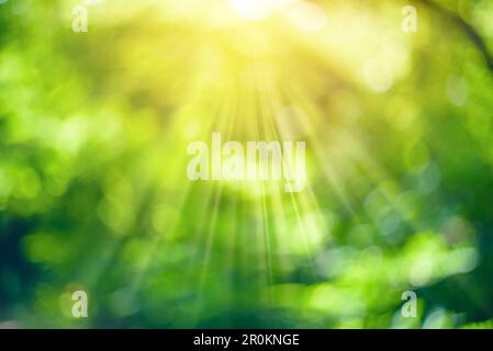 Abstract blurred foliage background with bokeh for designs. Sun in the blurry green leaves background. Stock Photo