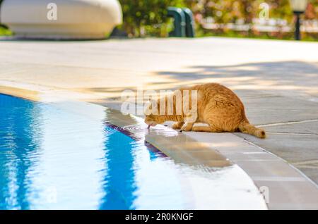 Red cat drinks water from the swimming pool to quench thirst. Stock Photo