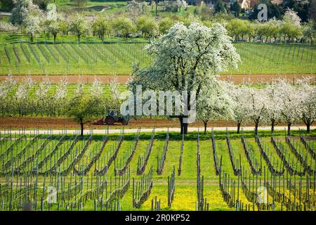 Flowering orchard meadows, cherry blossom, Obereggenen, Markgräflerland, Black Forest, Baden-Württemberg, Germany Stock Photo
