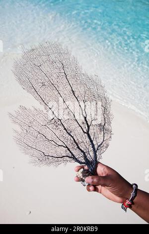 EXUMA, Bahamas. Coral found on the beach at Compass Cay. Stock Photo