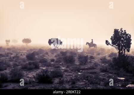 USA, Nevada, Wells, cowboy and wrangler Clay Nannini out early herding the mustangs at Mustang Monument, A sustainable luxury eco friendly resort and Stock Photo