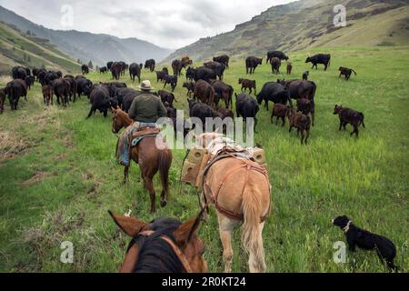 USA, Oregon, Joseph, Cowboys Todd Nash and Cody Ross drive cattle up the canyon wall towards Steer Creek drainage in Northeast Oregon Stock Photo