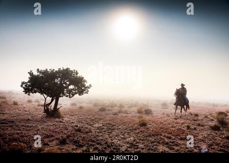 USA, Nevada, Wells, cowboy and wrangler Clay Nannini out early herding the mustangs at Mustang Monument, A sustainable luxury eco friendly resort and Stock Photo