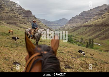 USA, Oregon, Joseph, Cowboy Todd Nash searches for his cattle up the Wild Horse Drainage above Big Sheep Creek Stock Photo