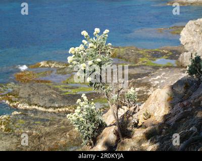 Jupiter's Beard plant by the sea( Anthyllis barba-jovis) Stock Photo