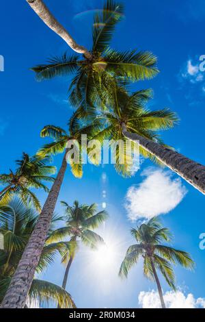 Palm trees against the light, San Juan, Puerto Rico, Caribbean, USA Stock Photo