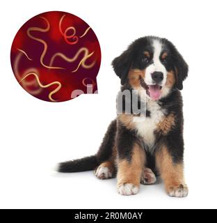 Cute dog and illustration of helminths under microscope on white ...