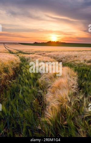 Sunset over summer corn field in Saxony-Anhalt, Germany, Europe Stock Photo