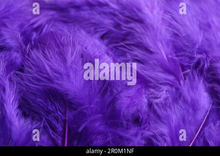 Many violet beautiful feathers as background, closeup Stock Photo