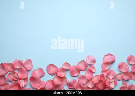 Beautiful pink rose flower petals on light blue background, flat lay. Space for text Stock Photo