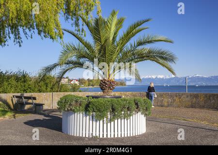 Palm tree with view over lake Constance to the Appenzell Alps in Eastern Switzerland, Langenargen, Swabia, Baden-Wuerttemberg, South Germany, Germany, Stock Photo