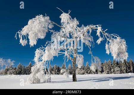 Snow-covered beeches (Fagus) in winter, Schauinsland, near Freiburg im Breisgau, Black Forest, Baden-Wurttemberg, Germany Stock Photo