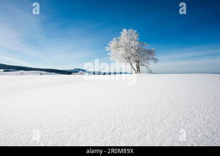 Snow-covered beeches (Fagus) in winter, Schauinsland, near Freiburg im Breisgau, Black Forest, Baden-Wurttemberg, Germany Stock Photo