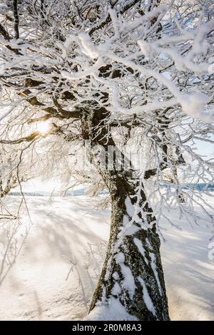 Snow-covered beeches (Fagus) in winter, Schauinsland, near Freiburg im Breisgau, Black Forest, Baden-Wurttemberg, Germany Stock Photo