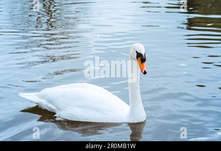 Graceful white Swan swimming in the lake, swans in the wild. Portrait of a white swan swimming on a lake. The mute swan, latin name Cygnus olor. Stock Photo