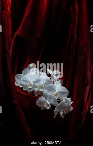 White Orchid wrapped in red silk. Stock Photo