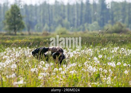 Nature photographer in action in a meadow full of dandelions, Spreewald, Brandenburg Stock Photo