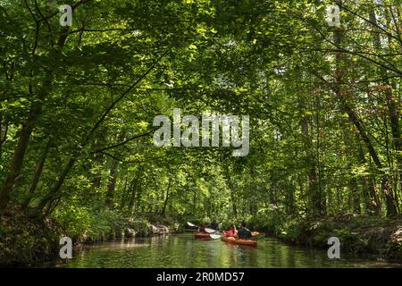 Water hiking through the wild UNESCO biosphere reserve Spreewald in Brandenburg, Stock Photo