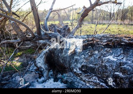 Burnt and charred fallen old big tree after a fire Stock Photo - Alamy