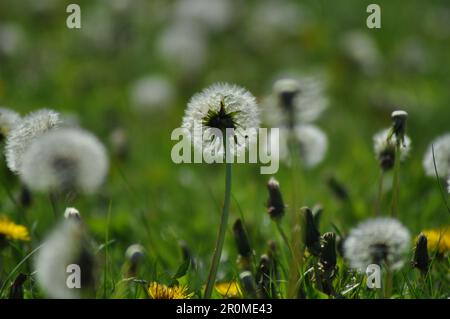Dandelions (Taraxacum) left to grow freely and to go to seed in a grass lawn Stock Photo