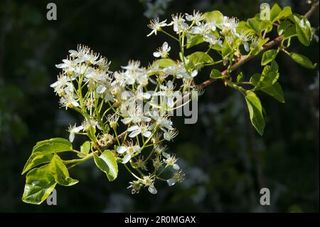 Bright and little white blossoms of blooming twig of Prunus mahaleb tree, the mahaleb cherry or also St Lucie cherry on the dark background, closeup, Stock Photo