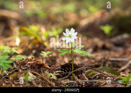 first spring flower wood anemone in the forest close-up Stock Photo