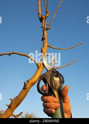 A hand using a pair of scissors to cut a branch from a tree with no leaves Stock Photo
