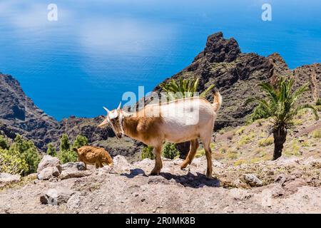 Goats climb in the mountains of Garajonay National Park overlooking the Atlantic Ocean, Valle Gran Rey, La Gomera, Canary Islands, Spain Stock Photo