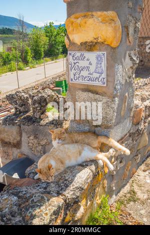 Two cats lying on a stone wall. Stock Photo