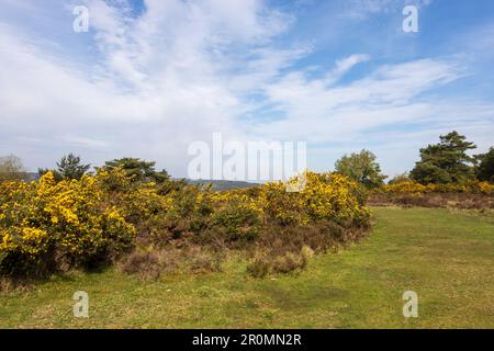Gorse bushes at Old Lodge Nature Reserve in the Ashdown Forest, Sussex, UK Stock Photo