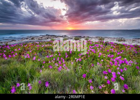 Flowers in the sunset on the coast of Dugi Otok, Croatia Stock Photo