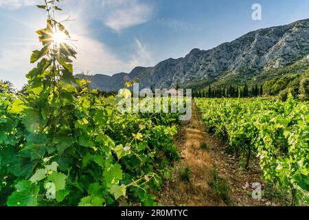 Vineyard on Route Cezanne, Domaine de Saint Ser, Montagne Sainte-Victoire, Provence, Bouches-du-Rhône, France Stock Photo