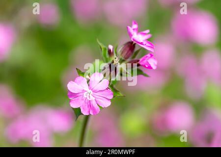 Red campion, silene dioica pink flowers in springtime. Dorset, England, UK Stock Photo