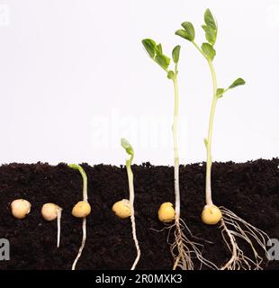 Green pea seeds germinating in soil Stock Photo