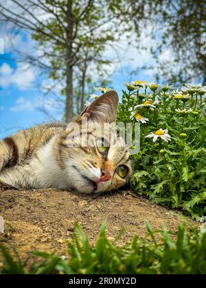 Gray cute tabby cat with green eyes lying on the ground of the garden and looking at the daisy flowers. Stock Photo