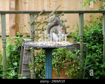 A plump grey squirrel eating a peanut on a bird table Stock Photo