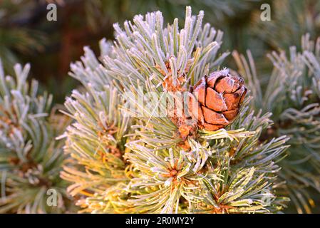 Frozen pine cone, Magadan region, Russia Stock Photo