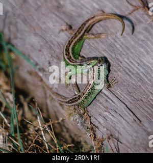 Closeup view of green lacertian biting other standing on dry tree in grass Stock Photo