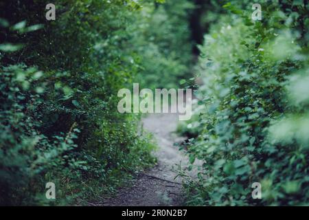 Narrow curved pathway leading through lush green trees and bushes in spring forest Stock Photo