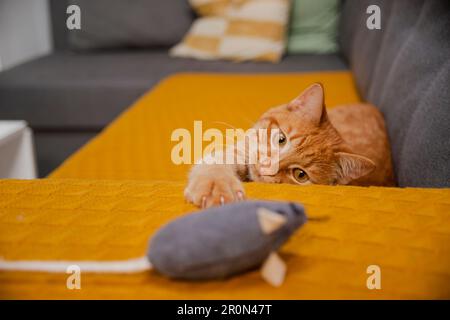 Red cat plays on yellow sofa with toy mouse at home. Stock Photo
