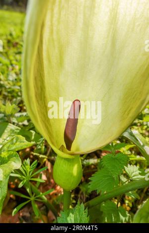 Lords-and-Ladies (Arum maculatum) with Spathe around the Spadix, Woolhope Herefordshire UK. April 2023 Stock Photo