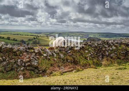 A moorland sheep by Sibleyback Lake, climbing over a traditional stone wall on Bodmin Moor, Cornwall, the grass is always greener on the other side. Stock Photo