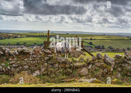 A Moorland sheep quite capable of scaling any fence or dry stone wall on Bodmin, enabling this ewe to graze by free-roaming for the best pasture. Stock Photo
