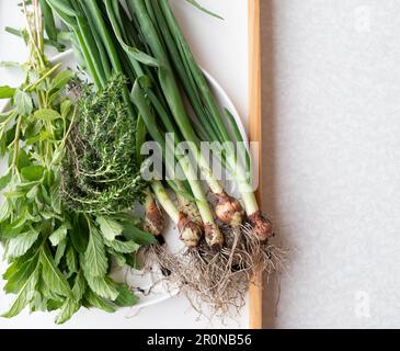 Fresh picked garden herbs on a tray on light background with copy space Stock Photo