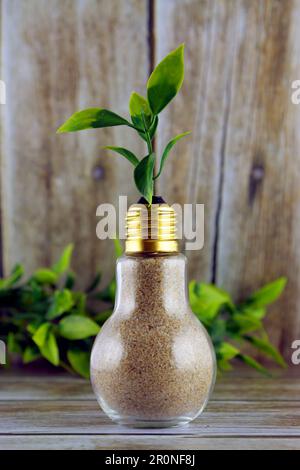 Plant growing inside the light bulb. Green eco renewable energy concept. Stock Photo