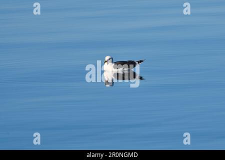 seagull swims on the fjord in Norway in calm water. The sea bird is reflected in the water. Animal photo from Scandinavia Stock Photo