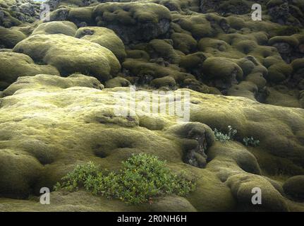 Moss-covered lava field Eldhraun, South Iceland, Iceland, Europe Stock Photo