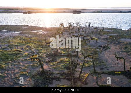 View of the Bassin d'Arcachon, in the foreground oyster beds, Gujan-Mestras, Arcachon, Aquitaine, Gironde, France, Europe, Stock Photo