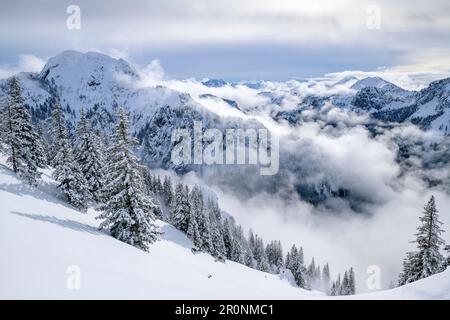 Winter forest with foggy mood, Hoher Straußberg in the background, on the Tegelberg, Ammergau Alps, Swabia, Bavaria, Germany Stock Photo
