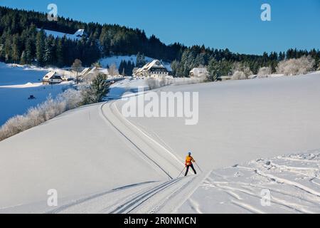 Woman cross-country skiing down over Kuppe, Schonach-Belchen skiing trail, Black Forest, Baden-Württemberg, Germany Stock Photo
